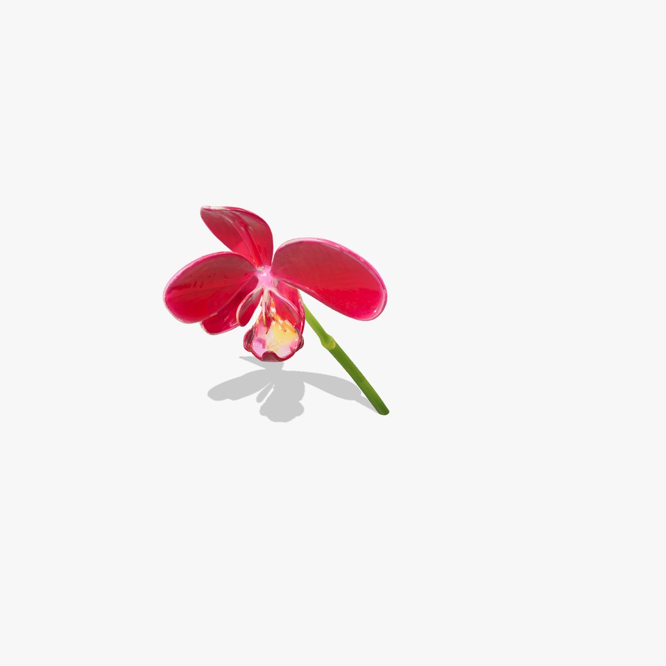Orchid Flower Model Pack D Detail